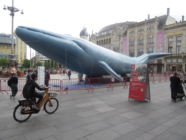 WAlvis spotten