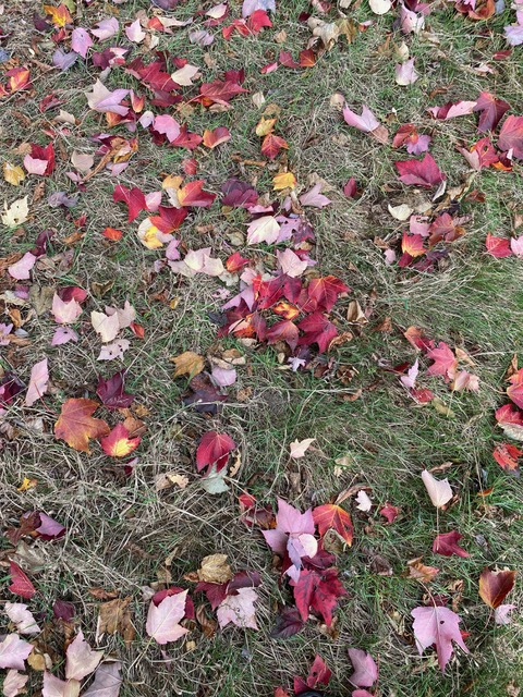 HerfstpAlet