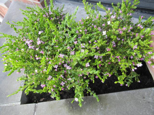 BoroniA.