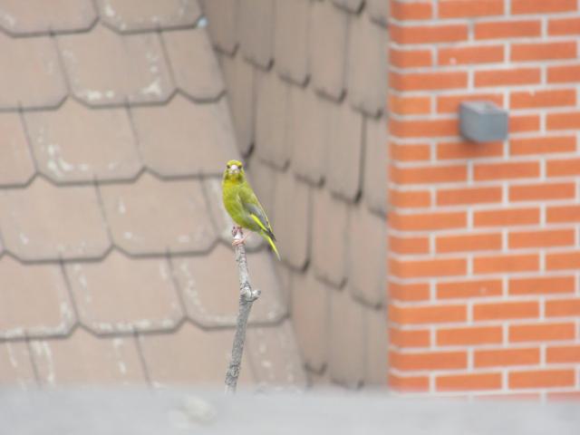 Een ApArte bezoeker.