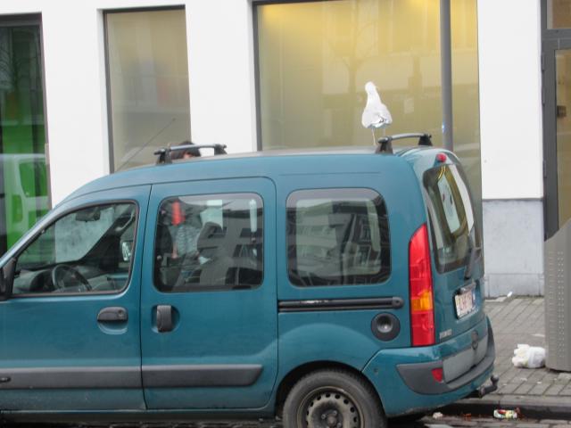 Automeeuw.