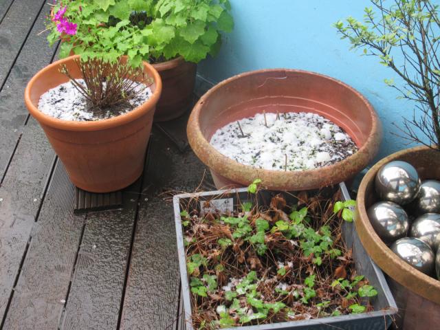 Bloempottenwinter.