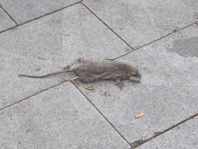 RAtjetoe.