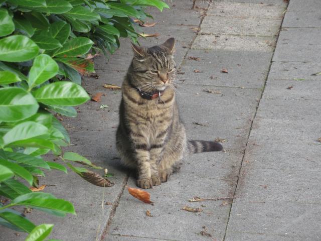 MiAuw!